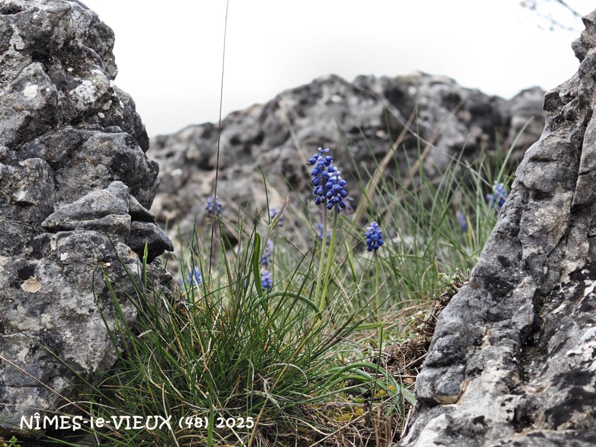 Grape hyacinth, Small plant